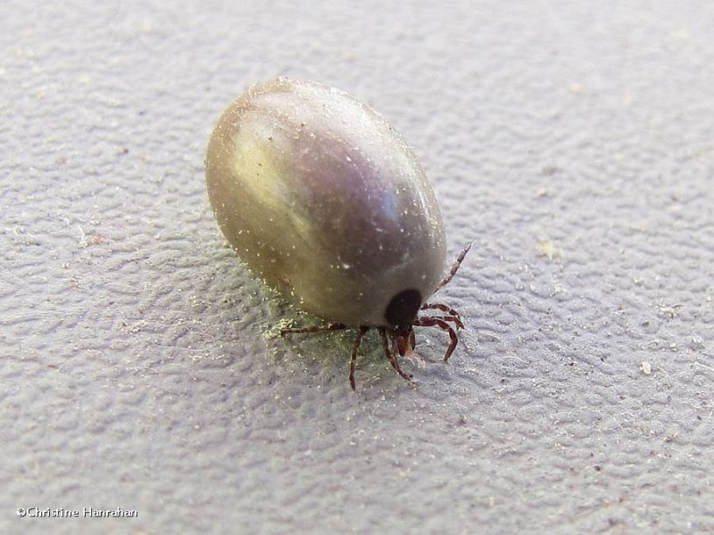 Dog tick, female