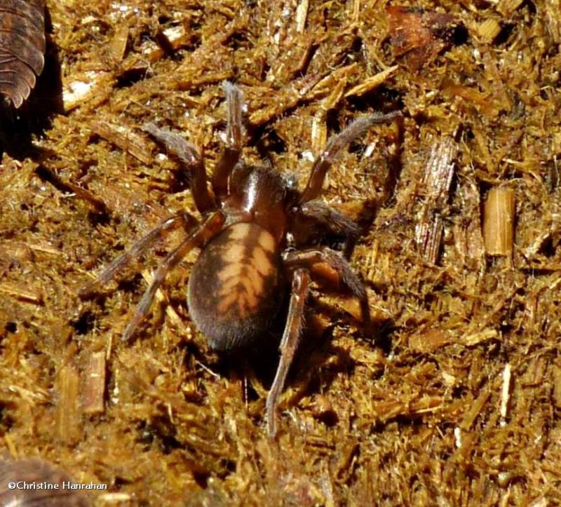 Hacklemesh Weavers  (Family: Amaurobiidae)