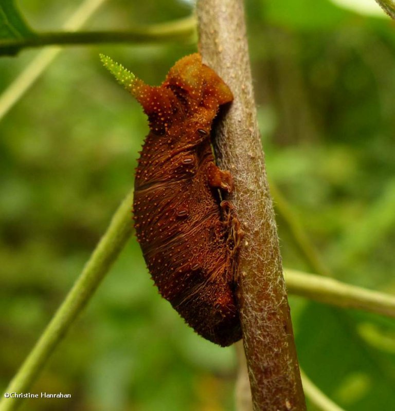 Blinded sphinx moth caterpillar, parasitized