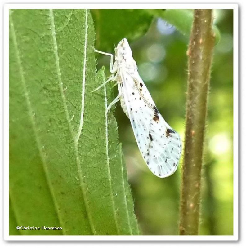 Derbid planthopper (Otiocerus francilloni)