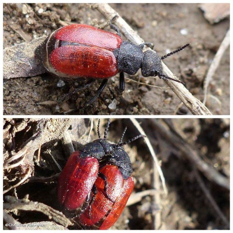 Blister beetle (Tricrania sanguinipennis) 