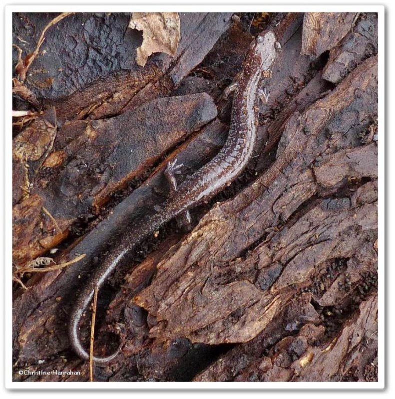 Eastern red-backed salamander (Plethodon cinereus)