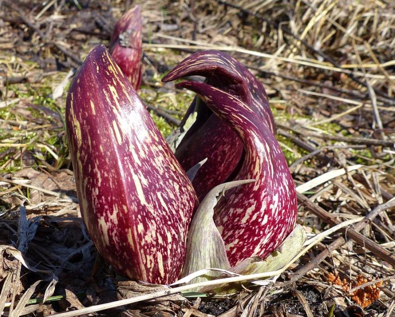 Skunk cabbage, eastern (Symplocarpus foetidus)