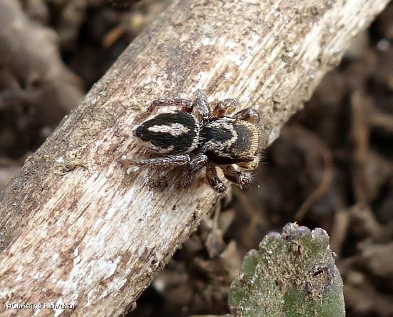 Jumping spider (Habronattus viridipes), male