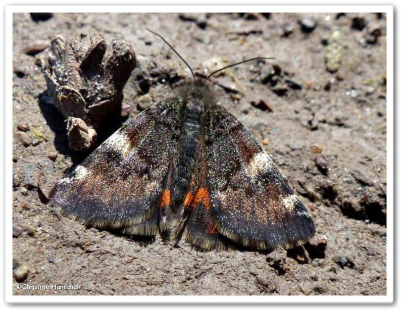 The Infant moth  (Archiearis infans), #6256
