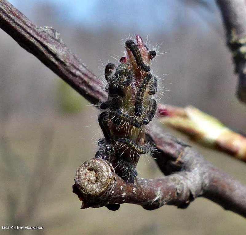 Eastern tent caterpillars (Malacosoma americana), #7701