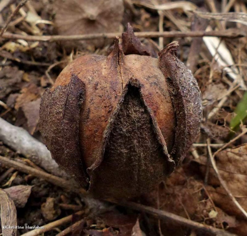 Bitternut hickory nut (Carya cordiformis)