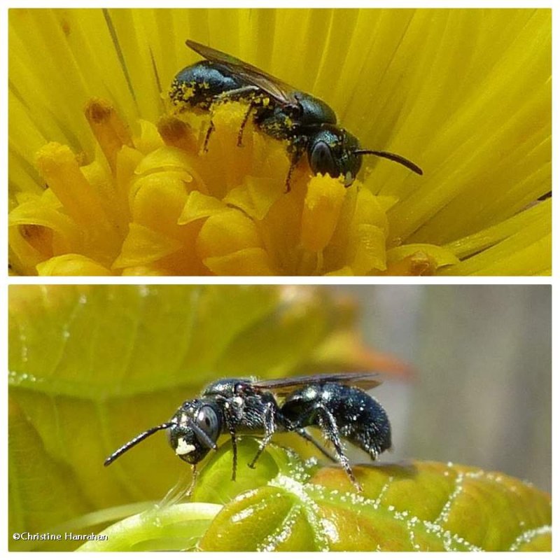 Small carpenter bees (Ceratina)