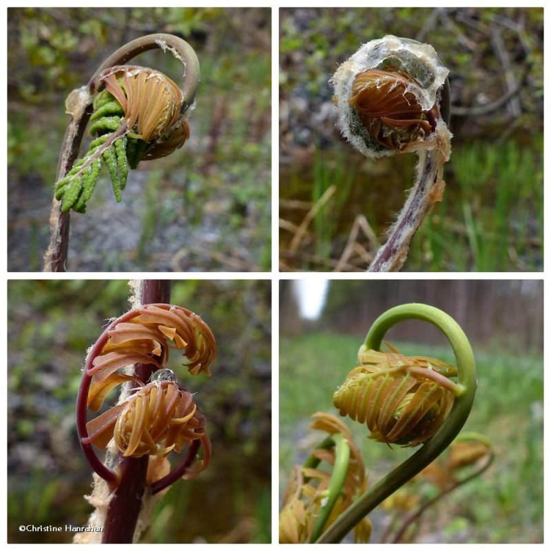 Royal Fern (Osmunda regalis)