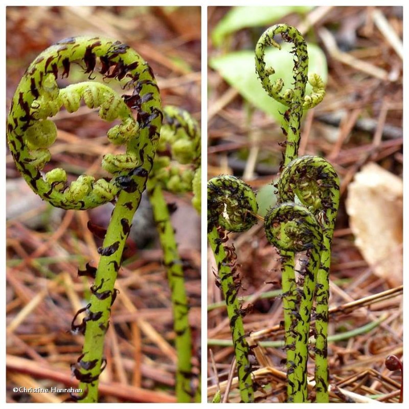Lady ferns (Athyrium filix-femina)
