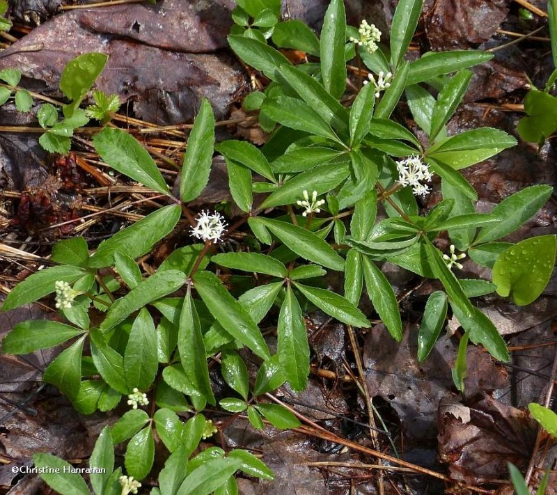 Dwarf ginseng (Panax trifolius)