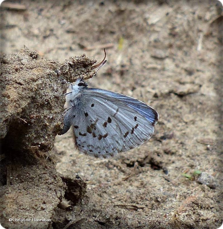Holarctic azure butterfly