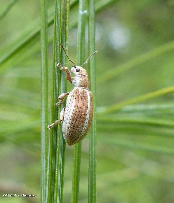 Pine needle weevil (Pachyrhinus elegans)