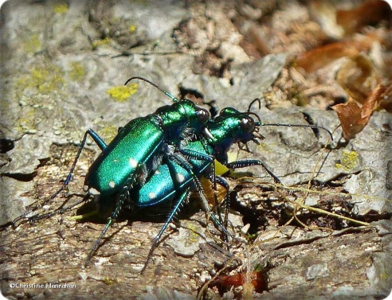 Six-spotted tiger beetles  (Cicindela sexguttata)