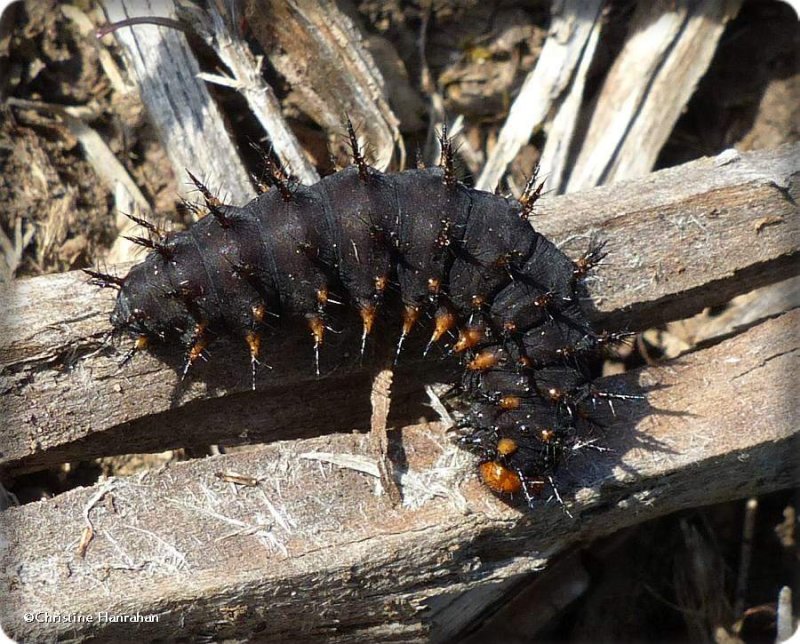 Great spangled fritillary butterfly larva (Speyeria cybele)