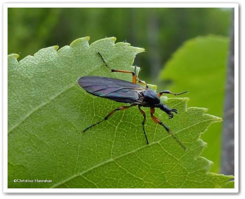 March Fly  (Bibio xanthopus)