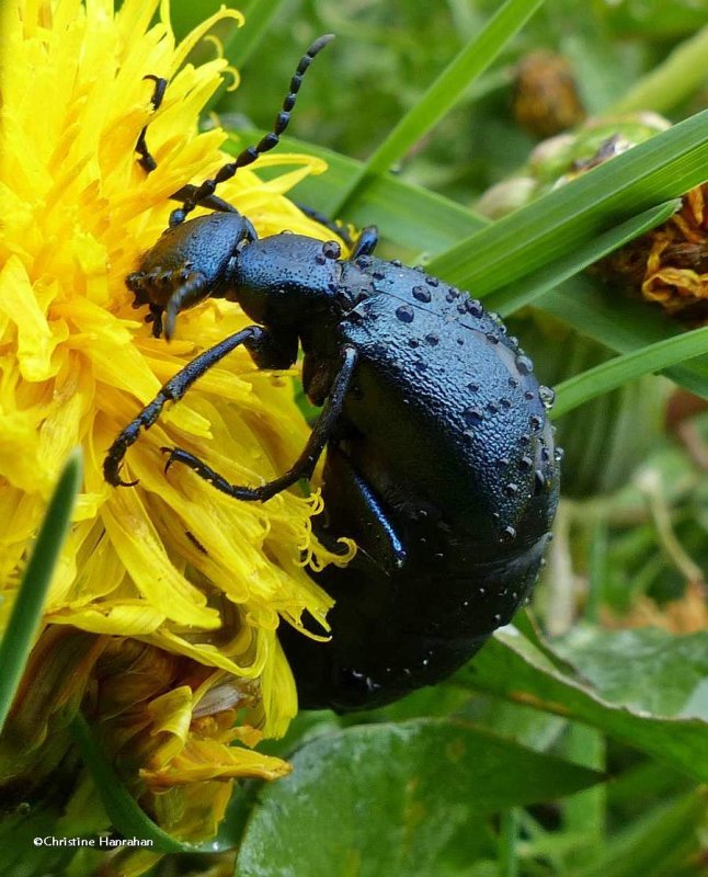 Blister beetle (Meloe), female