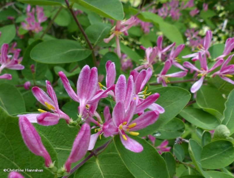 Tartarian honeysuckle (Lonicera tatarica)