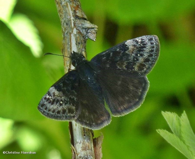 Columbine duskywing  (Erynnis lucilius)