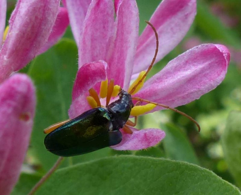 Flower longhorn beetle (Gaurotes cyanipennis)