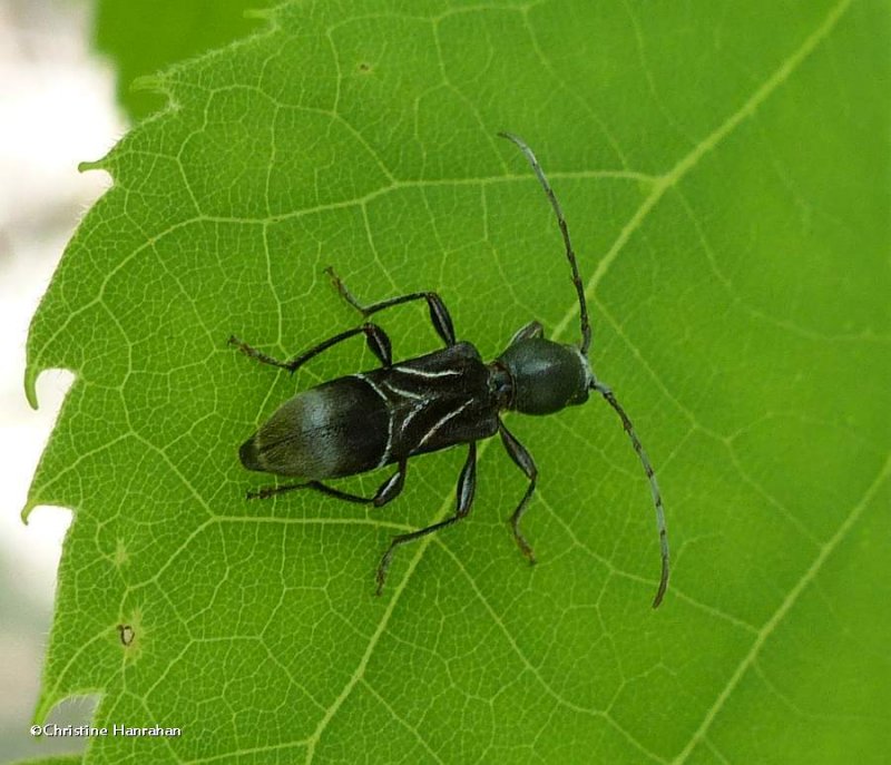 Longhorn beetle (Cyrtophorus verrucosus)