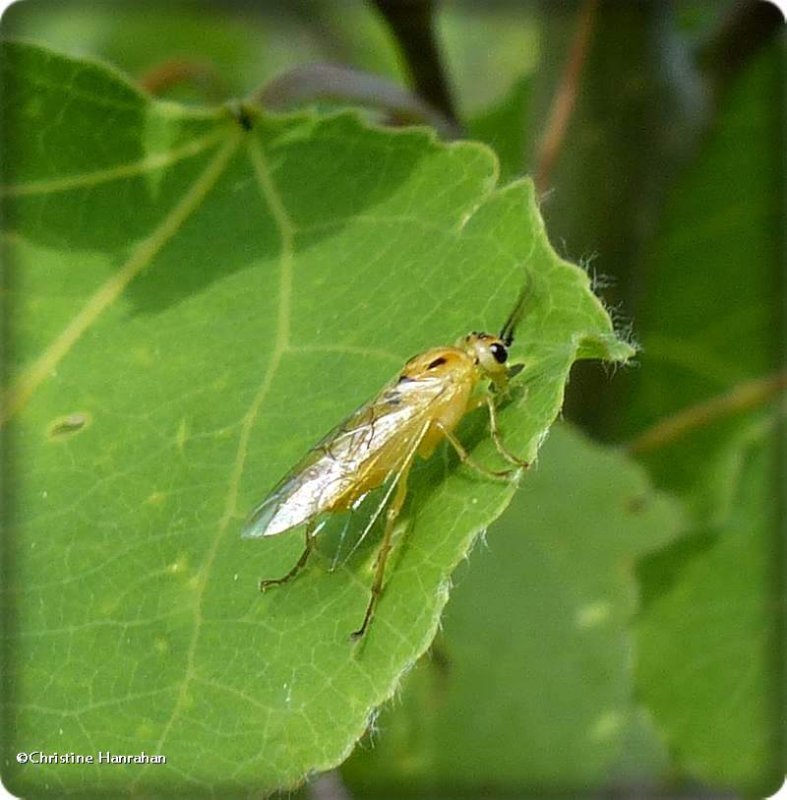 Sawfly (Tenthredinidae) 