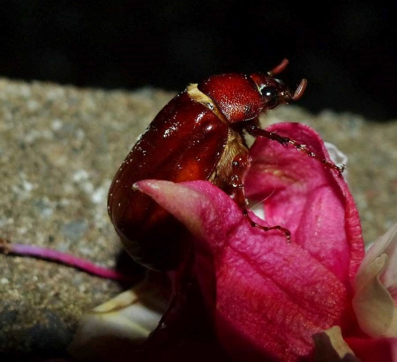 Scarab beetle (Phyllophaga)