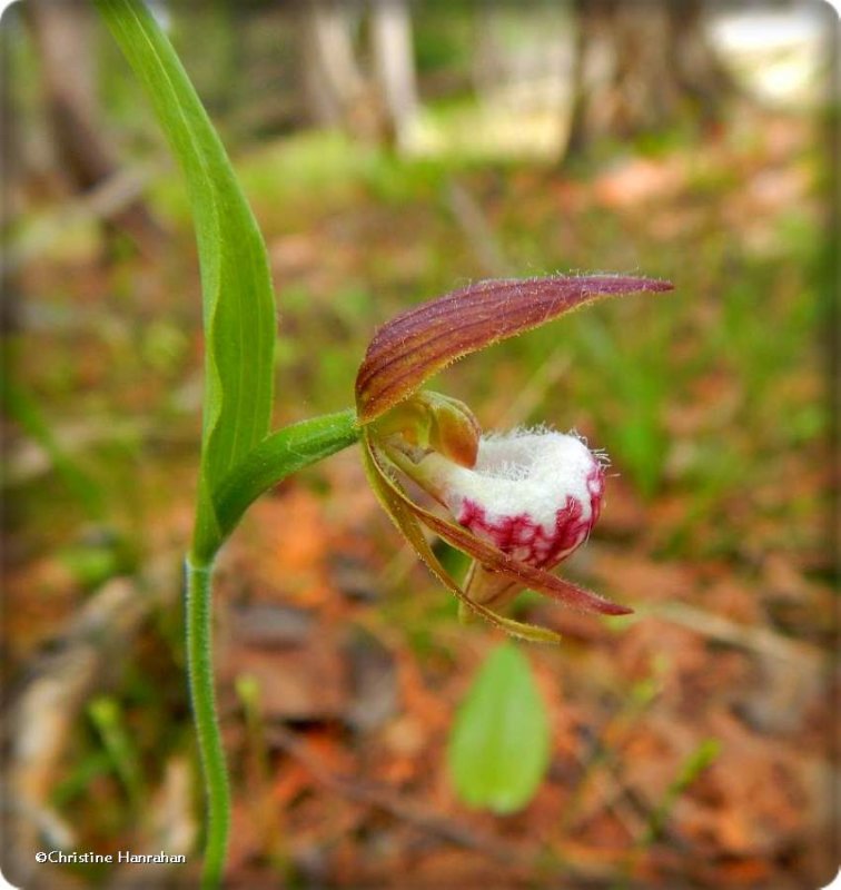 Ram's-head orchid (Cypripedium arietinum)