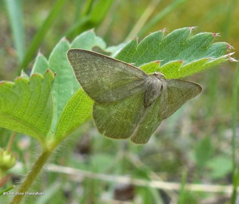 Day emerald  moth (Mesothea incertata), #7085