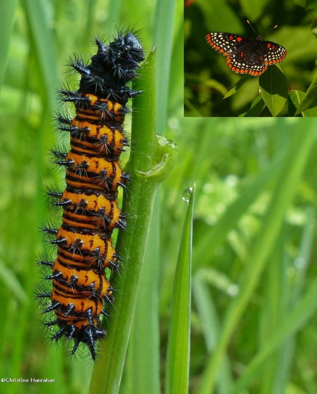 Baltimore checkerspot butterfly caterpillar  (Euphydryas phaeton)