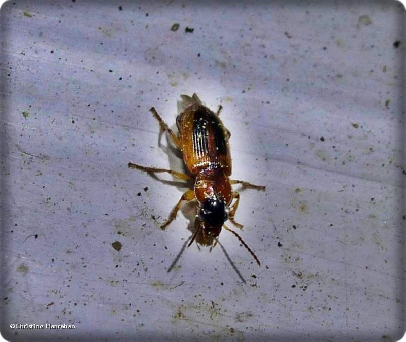 Ground beetle (<em>Stenolophus</em>)