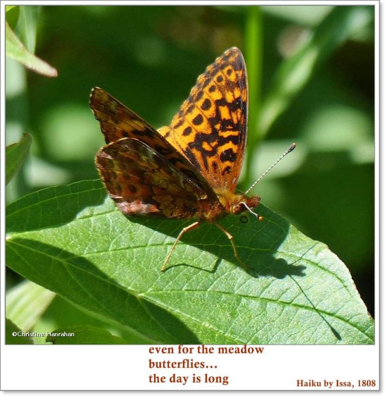  Even for the meadow butterflies...