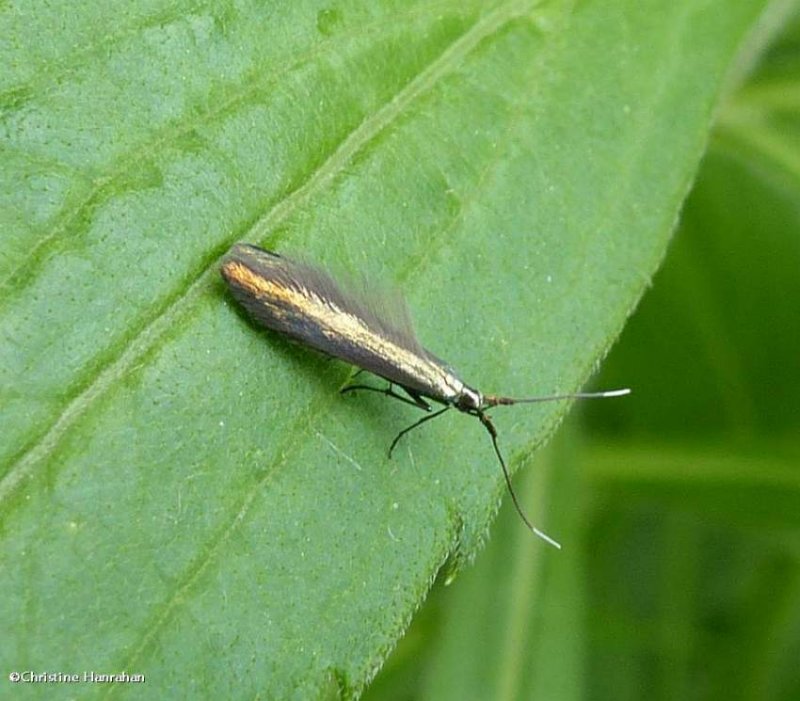 Seed case-bearer moth (Coleophora)