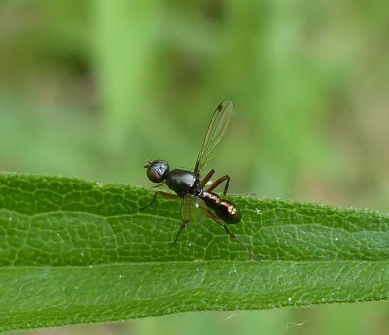 Antlike Scavenger Flies (Family: Sepsidae)