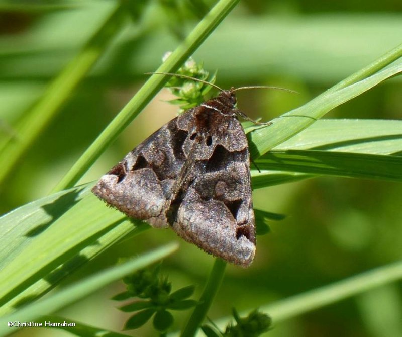 Toothed sombrewing moth  (Euclidea cuspidea). #8731