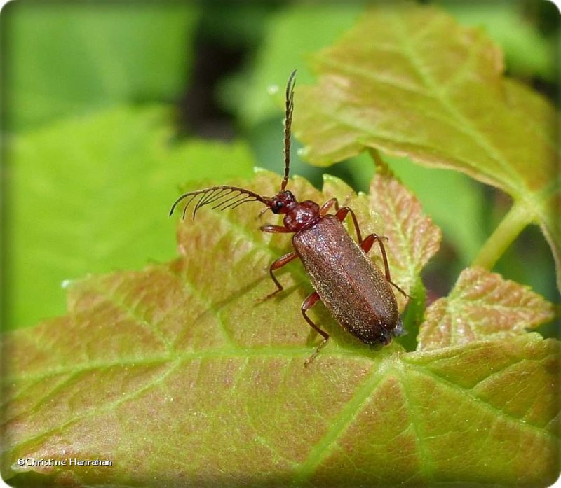 Fire-colored beetle  (Schizotus cervicalis)