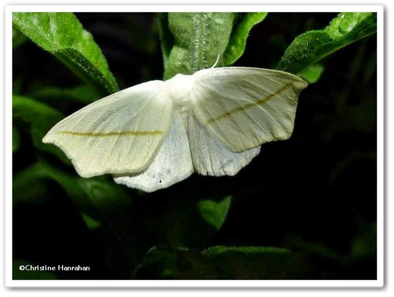 White-slant-line moth  (Tetracis cachexiata), #6974