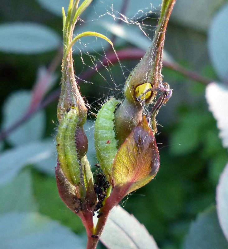 rose plume moth larvae  (Cnaemidophorus rhododactyla), #6105