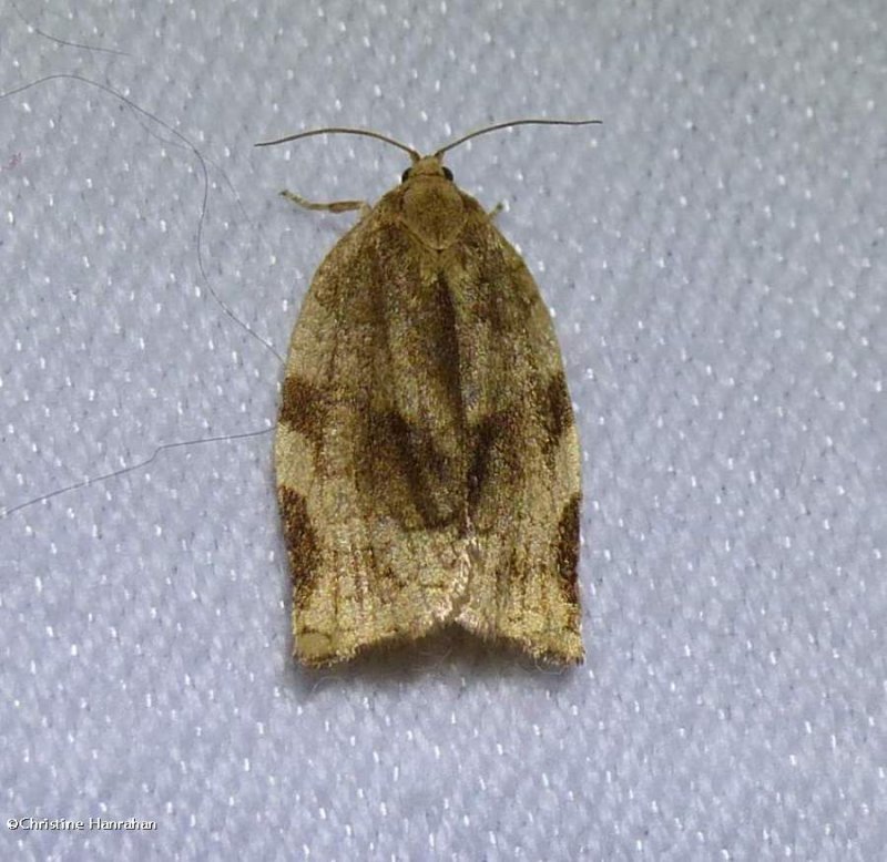 Broken-banded leafroller moth (Choristoneura fractivittana), #3632