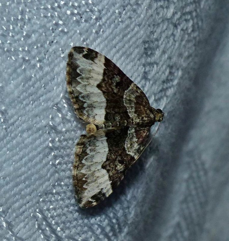 Sharp angled carpet moth (Euphyia intermediata), #7399   