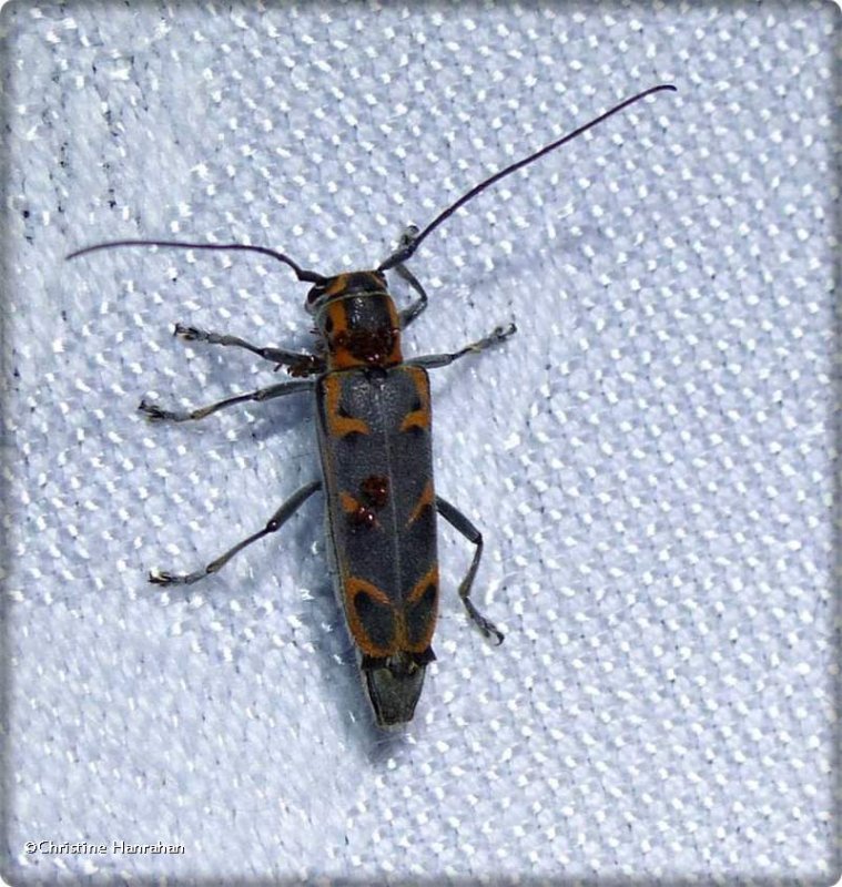 Elm borer long-horned beetle (Saperda tridentata)