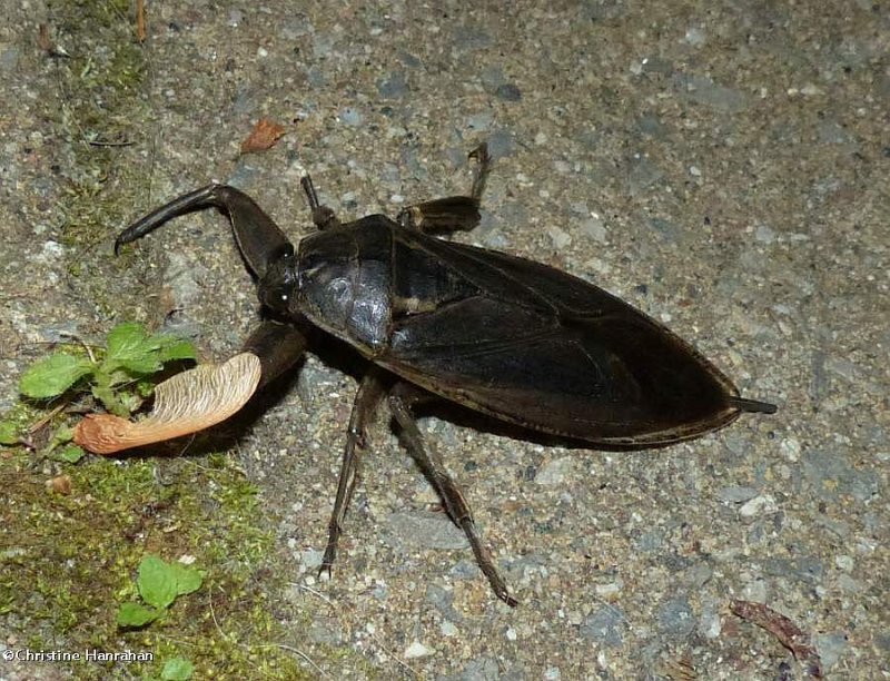 Giant water bug (Lethocerus americanus)