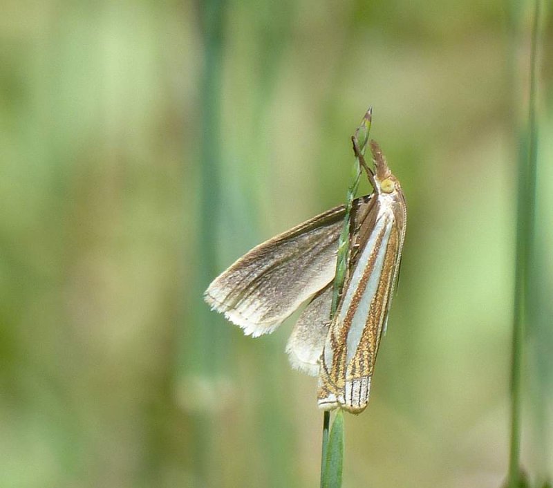Eastern grass veneer moth (Crambus laqueatellus), #5378