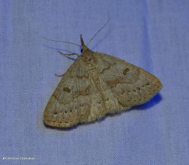 Morbid owlet moth  (Chytolita morbidalis), #8355