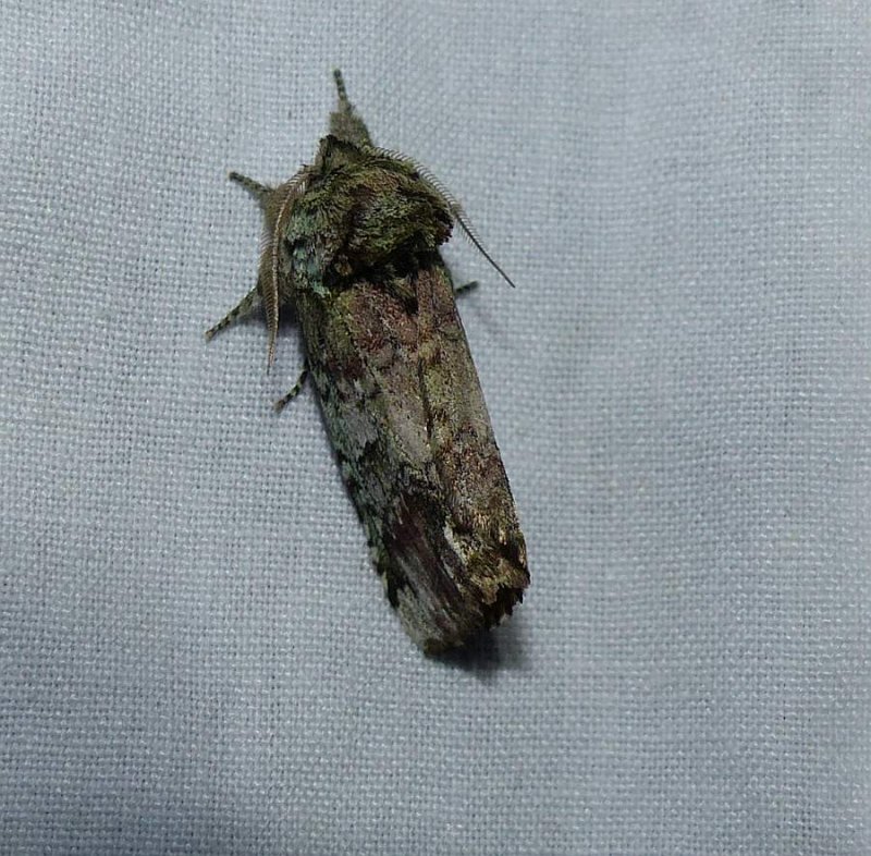 Unicorn prominent moth (Schizura unicornis), #8007
