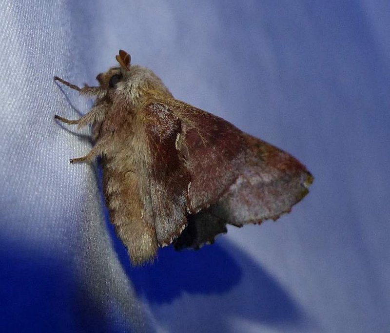 American lappet moth   (Phyllodesma americana), #7687