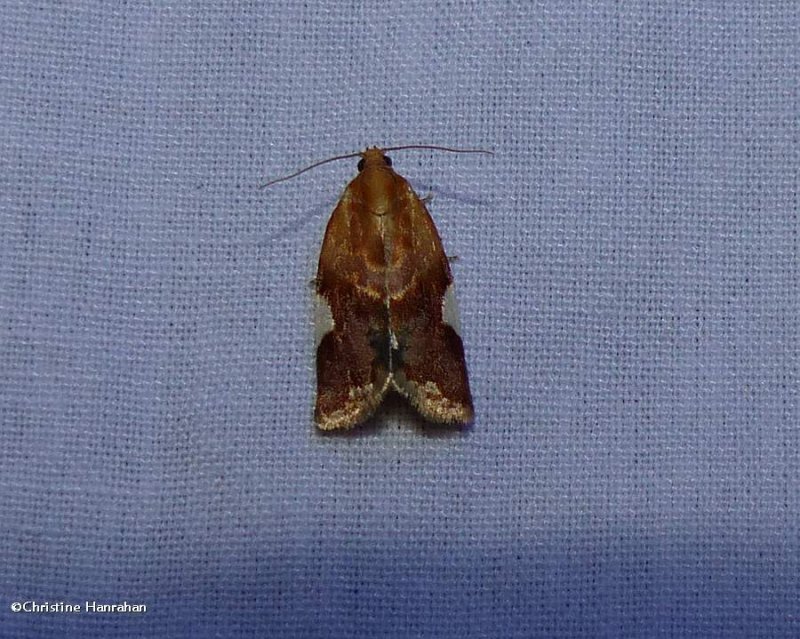 White triangle tortrix moth (<em>Clepsis persicana</em>), #3682