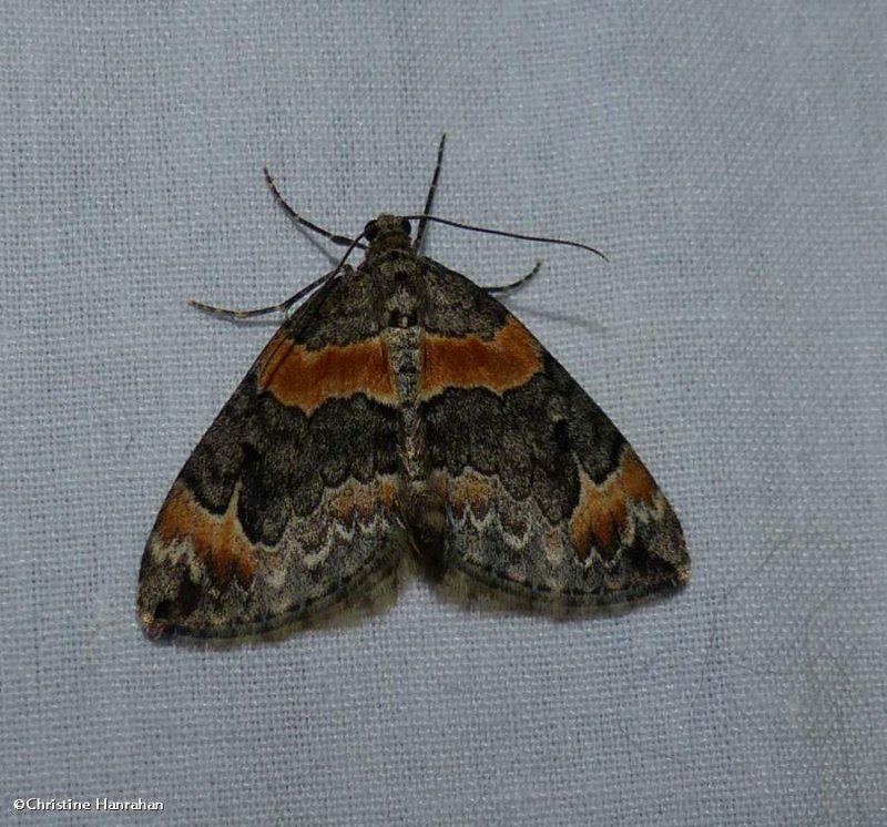 Orange-barred carpet moth  (Dysstroma hersiliata), #7189