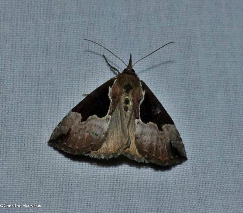 Baltimore snout moth (Hypena baltimoralis), #8442
