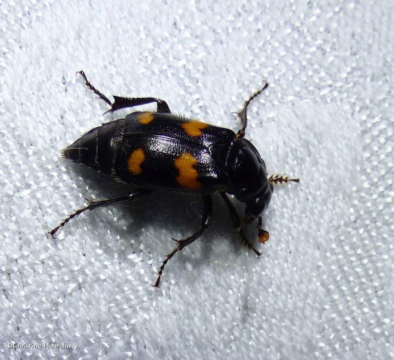 Carrion beetle (Nicrophorus orbicollis)